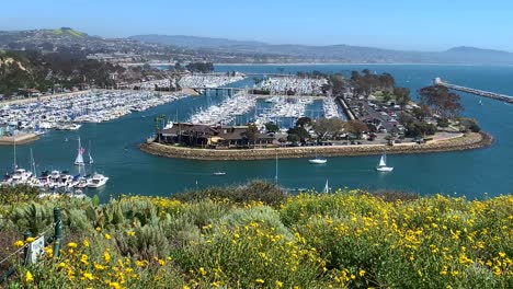 4k-60p,-Yellow-wild-flowers-overlook-Dana-Point-Harbor-in-California,-USA