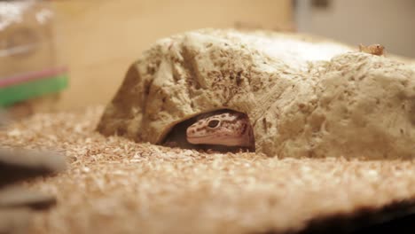 A-leopard-gecko-pokes-it-head-out-of-its-enclosure