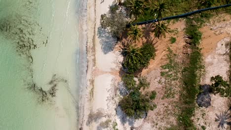 Aerial-top-down-of-man-walking-on-palm-tree-lined-white-sand-beach