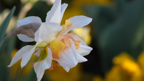 Spring-Narcissus-shot-during-sunset