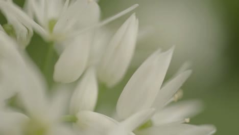 Bärlauch-Weiße-Blüten-In-Sanfter-Brise