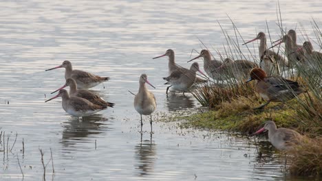 A-group-of-Black-Tailed-Godwits-in-winter-plumage-standing-and-feeding-at-the-edge-of-the-water-at-Caerlaverock-Wetland-Centre-South-West-Scotland