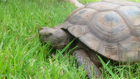 Tortoise-relaxing-on-cool-grass-during-a-hot-summer-day