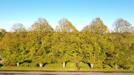 Aerial-view-of-big-trees-with-autumn-colours-alongside-road