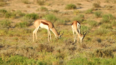 Two-springbok-spar-with-each-other-in-the-Greater-Kalahari