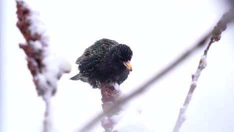 Pájaro-Estornino-Buscando-Comida-En-La-Nieve