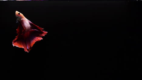 Lebendiger-Und-Farbenfroher-Siamesischer-Kampffisch-Betta-Splendens,-Auch-Bekannt-Als-Thailändischer-Kampffisch-Oder-Betta,-Ein-Beliebter-Aquarienfisch-In-Superlangsamer-Bewegung-Auf-Schwarzem-Hintergrund