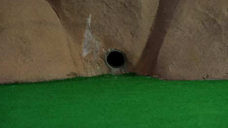 An-orange-mini-golf-ball-exits-a-pipe-in-a-wall-and-rolls-over-and-misses-the-hole