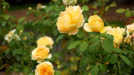Yellow-rose-bush-flowering-during-summer