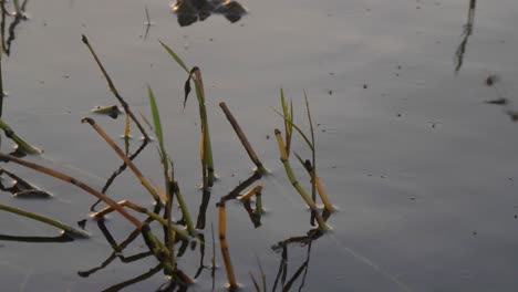 Zeitlupe,-Nahaufnahme-Von-Libellen,-Die-Um-Schilf-Am-Viktoriasee-In-Afrika-Schwirren