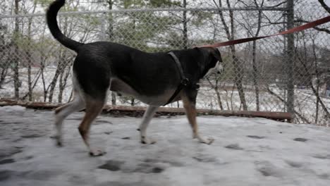 A-dog-being-walked-through-an-ice-covered-nieghbourhood
