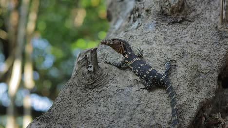 a-baby-asian-water-monitor-is-gripping-on-a-tree-trunk-in-a-mangrove-forest-,-breathing-fast-and-concentrating-on-something-on-the-left-side-of-the-frame,-Thailand