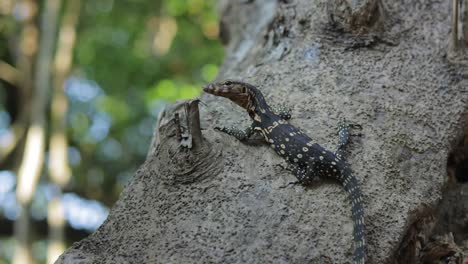 A-tripod-shot-of-a-young-black-water-monitor-lizard,-scientifically-known-as-Varanus-Salvator,-concentrating-on-the-left-side-of-the-frame-and-sticking-his-split-tongue-out,-Thailand