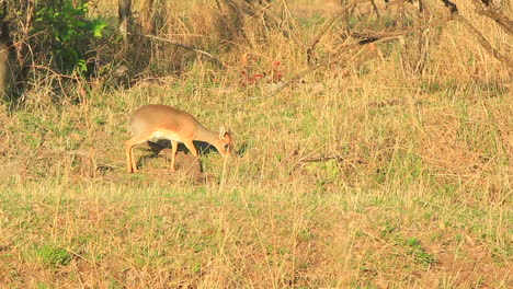 Eine-Kleine-Dik-Dik-Antilope-Ernährt-Sich-Während-Der-Großen-Migrationssaison-Entlang-Eines-Kleinen-Abschnitts-Des-Mara-Dreieck-Reservats-In-Kenia