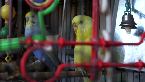 Hellblaue-Und-Gelbe-Wellensittichvögel,-Die-Im-Käfig-Mit-Glocke-Und-Spielzeug-Sitzen