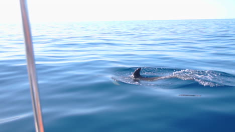 Dolphin-playfully-swimming-under-the-water-before-surfacing-for-air