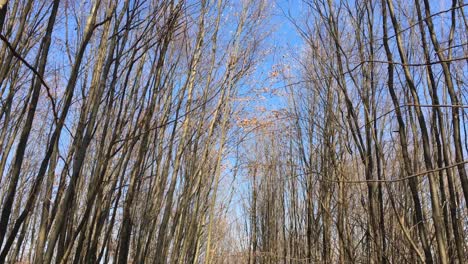 Caminando-Por-Un-Camino-Forestal,-A-Principios-De-La-Temporada-De-Primavera