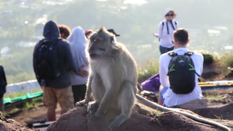 Macaque-monkey-sitting-in-a-crowded-place-in-the-foreground,-while-tourists-swarming-in-the-background,-taking-photos,-selfies