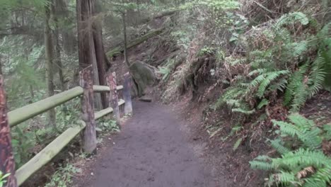 Walking-down-a-forested-path-from-a-POV-angle