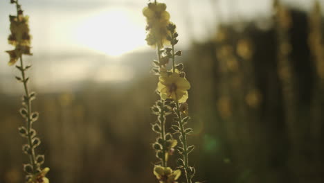 Lupinos-Amarillos-Soplan-Majestuosamente-En-El-Viento,-Iluminados-Por-El-Sol-En-La-Isla-Sur-De-Nueva-Zelanda
