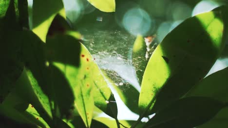 Spinnennetz-Zwischen-Sonnenbeschienenen-Blättern