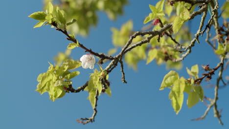 Schöne-Aprikosenblume-Auf-Zweig-Mit-Blauem-Himmel-Im-Hintergrund