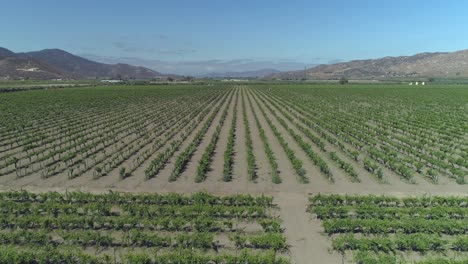 Aerial-shot-of-a-big-vineyad-in-Valle-de-Guadalupe-Baja-California