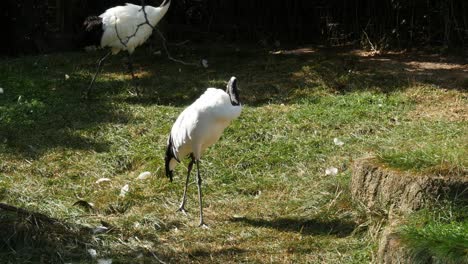 Sandhill-Cranes-at-Columbus-Zoo