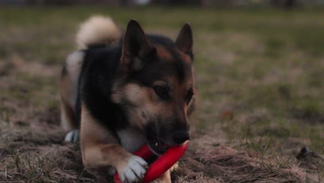 Dog-chewing-round-red-rubber-toy-ring-outdoors