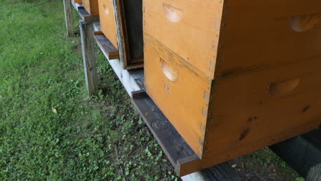 Honey-Bee-Hive-ws-tilt-down-with-active-bees