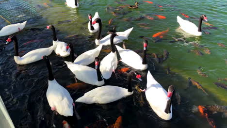 Feeding-the-swans-and-koi-fish-in-pond