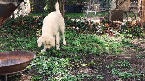 White-dog-searching-and-digging-on-the-ground