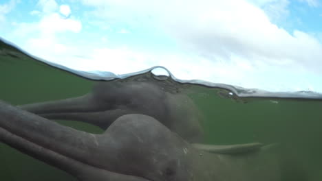 Underwater-video-of-2-river-dolphins-swimming-together-at-an-Amazon-river,-Para,-Brazil