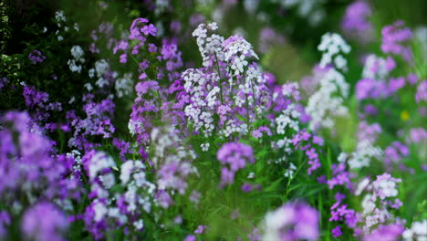 This-is-a-shot-of-Purple-and-White-Flowers-dancing-in-the-wind