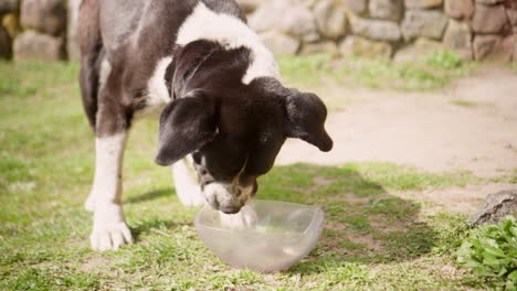 Hungry-dog-outside-bowl