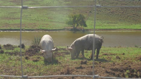 Pair-of-free-range-pigs-on-farm-eating-grass-next-to-dam