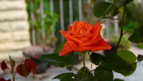 Rote-Rosenblüte-Im-Hausgarten-Vor-Sehr-Kleinen-Palmen-In-Buggiba,-Malta