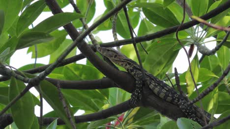Young-asian-water-monitor-also-known-as-varanus-salvator,-resting-peacefully-on-a-tree-branch-in-Mangroove-forest,-south-east-asia,-Thailand