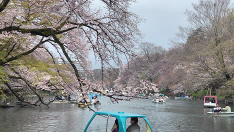 People-enjoy-cherry-blossom-and-goose-boats-by-the-lake-of-Inokashira-Park