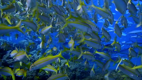 close-up-shot-within-a-shoal-of-yellow-and-white-fishes-,-with-reef-in-the-background,-in-New-Caledonia