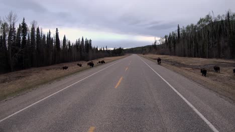 Herde-Von-Waldbisons,-Wie-Sie-Während-Der-Fahrt-Auf-Dem-Alaska-Highway-Zu-Sehen-Waren