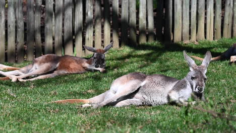 Kangaroos-are-lying-down-on-the-green-grass-relaxing-during-springtime-season