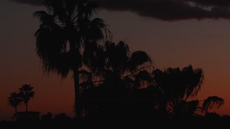 Twilight-hour-sky-behind-windy-palm-trees-silhouette