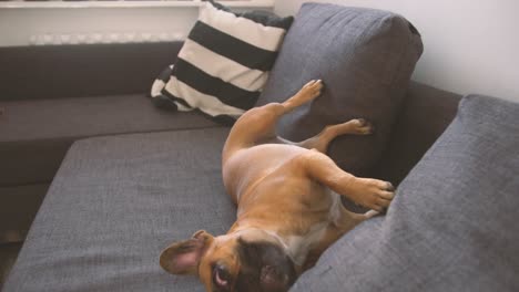 Kleine-Französische-Bulldogge-Hat-Eine-Schöne-Zeit-Zu-Hause-Auf-Dem-Sofa