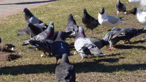 Large-Group-of-Pigeons-and-Seagulls-with-Some-Ducks-Walking-and-Bobbing-Their-Heads-and-Pecking-at-the-Ground-Grass-Looking-for-Food