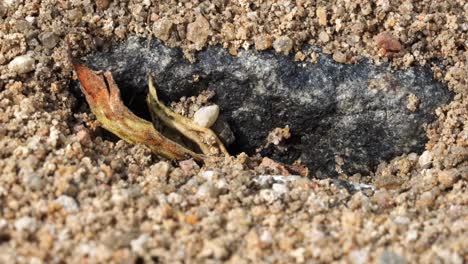 Viele-Ameisen-Tragen-Sandkörner-Aus-Ihren-Höhlen