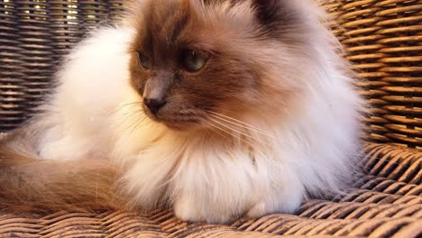 Hübsche-Katze-Mit-Blauen-Augen,-Die-Auf-Einem-Gartenstuhl-Liegt,-Eine-Süße-Katze-Mit-Weißem-Und-Grauem-Fell,-So-Flauschig-Und-Freundlich