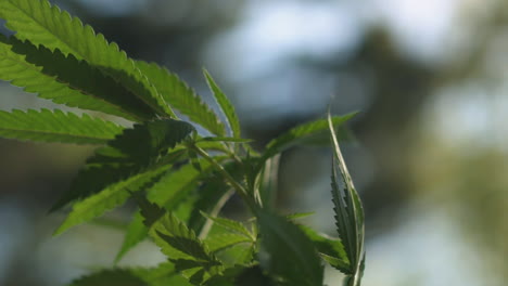 Marijuana-plant-blowing-in-the-wind-in-slow-motion