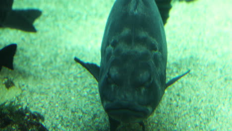 Giat-Sea-Bass-big-black-fish-at-the-bottom-of-the-ocean-floor