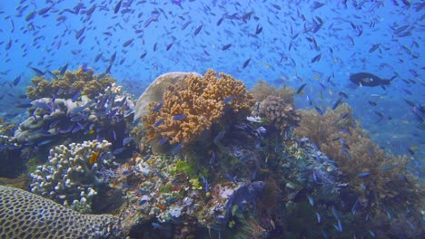 Kamera-Gleitet-Auf-Einem-Riff-Voller-Fische-In-Raja-Ampat,-Indonesien